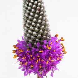 Purple Prairie Clover